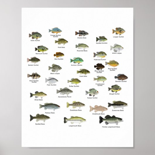 Poster North American Sunfish Group (nom) (Devant)