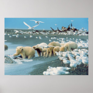 Poster North Slope, Alaska. Ours polaires Ursus