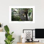 Poster Northampton Rain Forest III (Bureau à domicile)