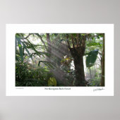 Poster Northampton Rain Forest III (Devant)
