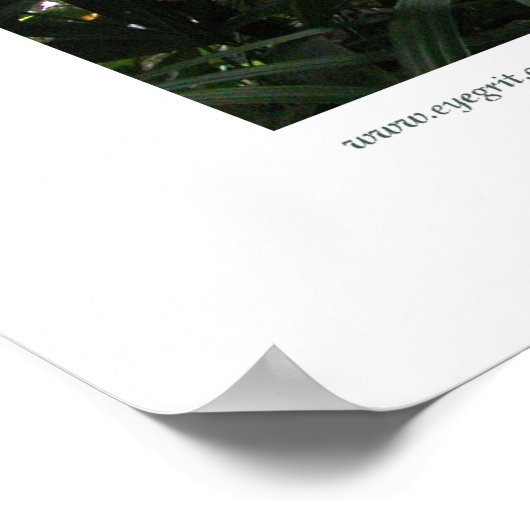 Poster Northampton Rain Forest III (Coin)