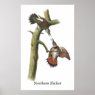 Poster Northern Flicker, John Audubon