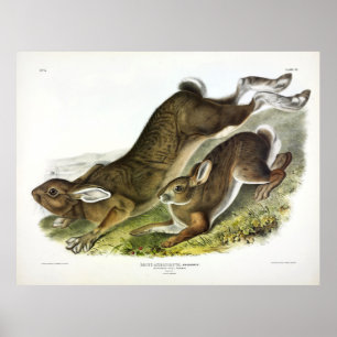 Poster Northern Hare (Lepus Americanus) by Audubon
