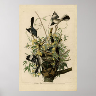 Poster Northern Mocking Bird, Audubon's Birds of America