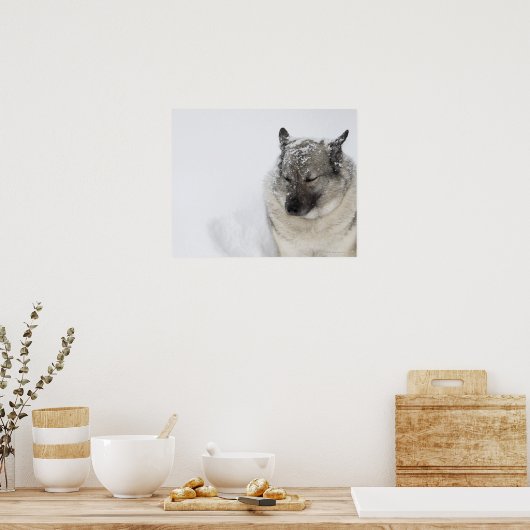 Poster Norvégien Elkhound (Cuisine)