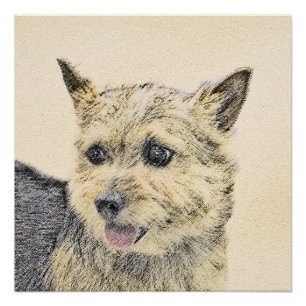 Poster Norwich Terrier Peinture - Cute Original Chien Art