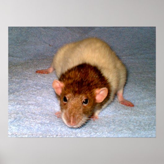 Poster Nosy Rat Print (Devant)