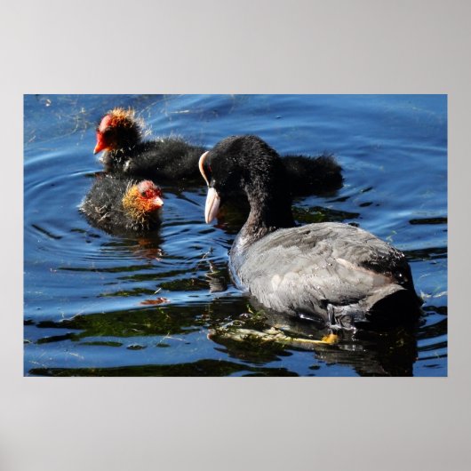Poster Nourrir des bébés (Devant)
