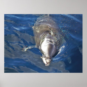 Poster Nourrir un dauphin