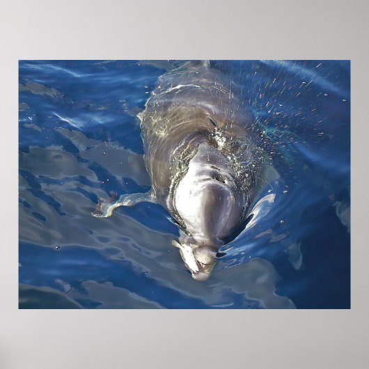 Poster Nourrir un dauphin (Devant)