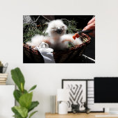 Poster Nourrir un poussin d'Aigle Owl (Bureau à domicile)