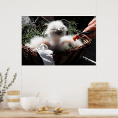 Poster Nourrir un poussin d'Aigle Owl (Cuisine)