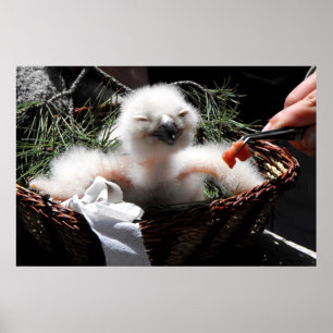 Poster Nourrir un poussin d'Aigle Owl