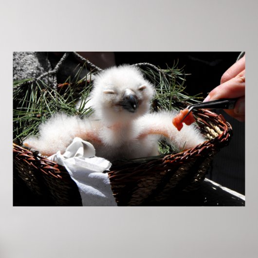 Poster Nourrir un poussin d'Aigle Owl (Devant)