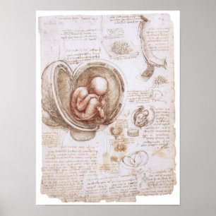 Poster Nourrisson dans l'utérus, Leonardo da Vinci