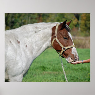 Poster Nourriture pour chevaux