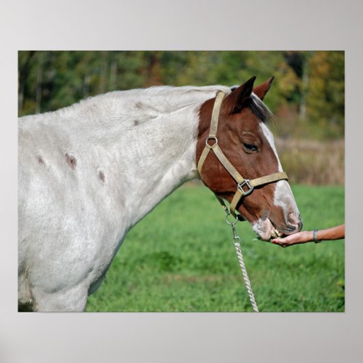 Poster Nourriture pour chevaux (Devant)
