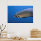 Poster Nourriture requin avec Hitchhiker (Cuisine)