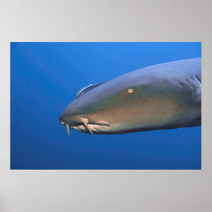 Poster Nourriture requin avec Hitchhiker