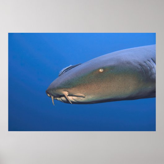 Poster Nourriture requin avec Hitchhiker (Devant)