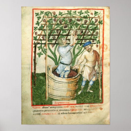 Poster Nouv Acq Lat Gathering and pressing grapes (Devant)