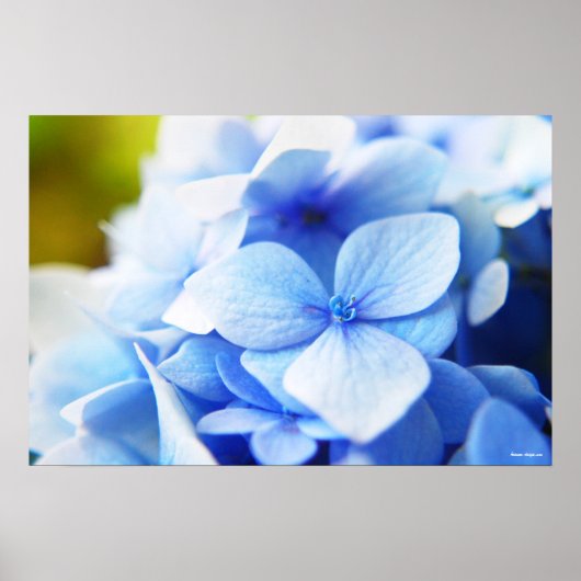 Poster Nouveau blues (Devant)