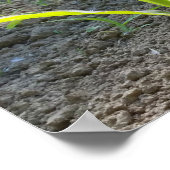 Poster nouveau maïs (Coin)