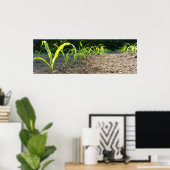 Poster nouveau maïs (Bureau à domicile)