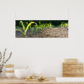 Poster nouveau maïs (Cuisine)