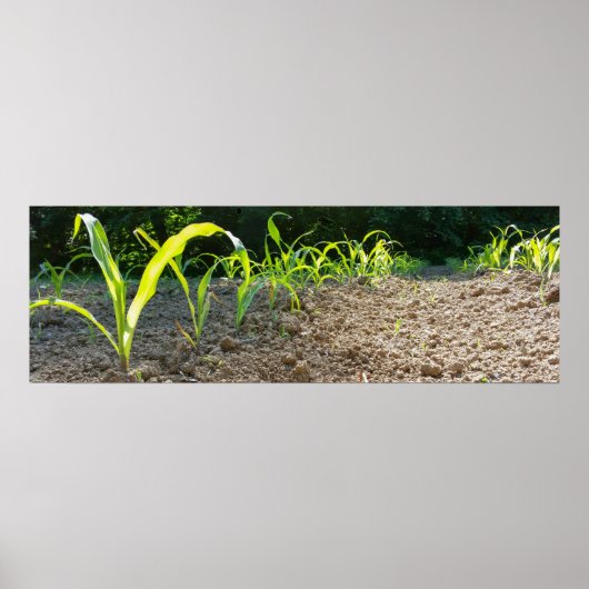 Poster nouveau maïs (Devant)