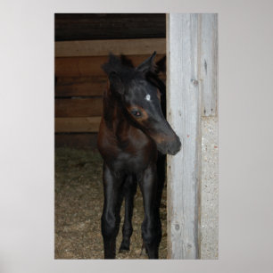 Poster Nouveau poney/cheval