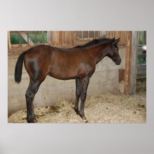 Poster Nouveau poney/cheval (Devant)