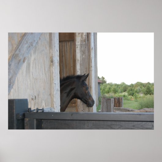Poster Nouveau poney/cheval (Devant)