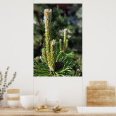 Poster Nouveaux bourgeons de pin (Cuisine)