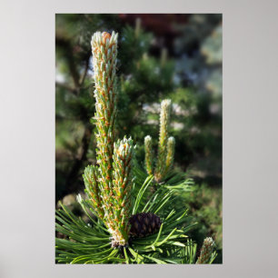 Poster Nouveaux bourgeons de pin