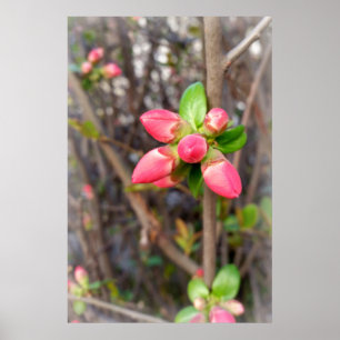 Poster nouveaux bourgeons rouges