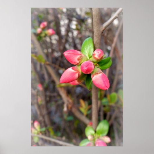 Poster nouveaux bourgeons rouges (Devant)