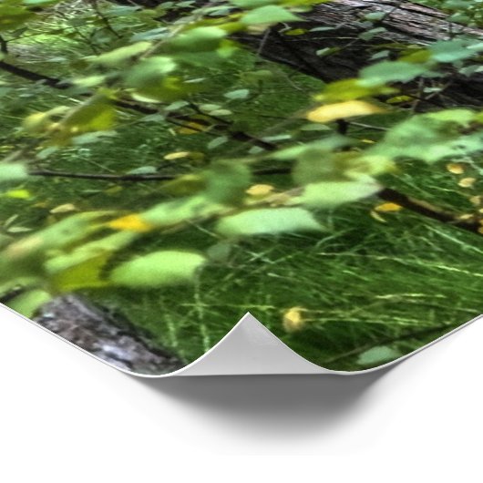 Poster Nouvelle Forêt Forêt Arbres Nature Scène, Angleter (Coin)