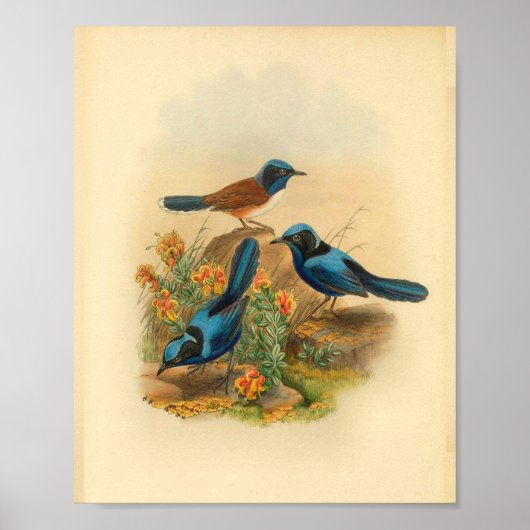 Poster Nouvelle-Guinée Todopsis Wren Blue Bird Imprimer V (Devant)