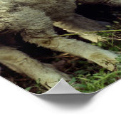 Poster Nouvelle-Zélande (Coin)