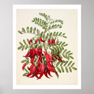 Poster Nouvelle-Zélande Clianthus Puniceus Rouge Kowhai 