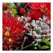 Poster Nouvelle-Zélande Pohutukawa Arbre Rouge Blossom (Devant)