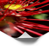 Poster Nouvelle-Zélande Pohutukawa Arbre Rouge Blossom (Coin)