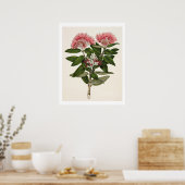 Poster Nouvelle-Zélande Pohutukawa - Metrosideros Tomento (Cuisine)