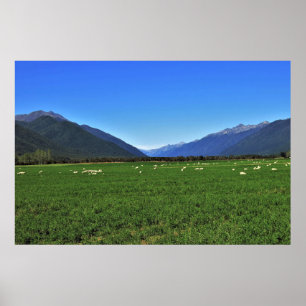 Poster Nouvelle-Zélande typique