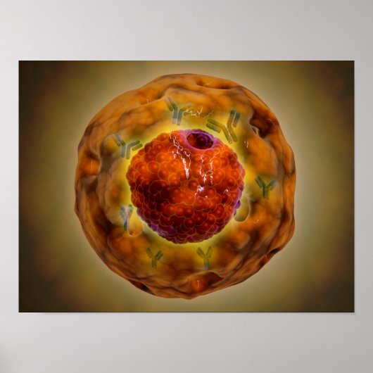 Poster Noyau Cellulaire Avec Chromosome 3 (Devant)