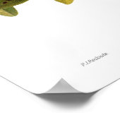 Poster Noyer (Juglans regia) (Coin)