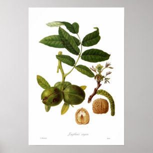 Poster Noyer (Juglans regia)