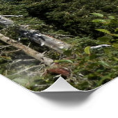 Poster Nuage passant au-dessus du mont Rainier Photo Glos (Coin)