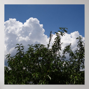 Poster Nuages blancs pelucheux de pêcher de la Géorgie